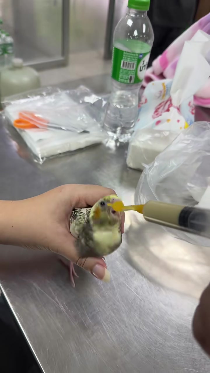 หม่ำๆ น๊า อร่อยอ่าดิ 🦜🐤 #รักสัตว์ #เกษตรพระนคร #scipnru  #เทคโนโลยีการเกษตรสมัยใหม่ #มหาวิทยาลัยราชภัฏพระนคร