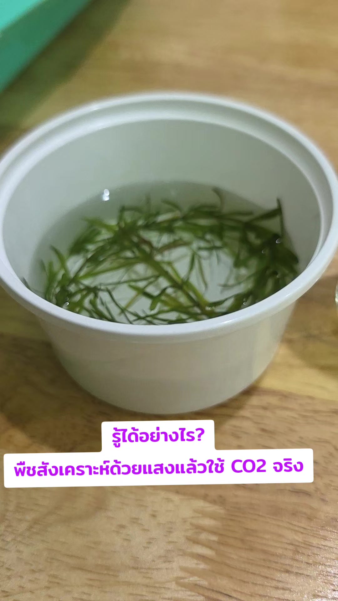 ทดลองการสังเคราะห์ด้วยแสง  #อบรมครูวิทยาศาสตร์ #SCIpnru  #เทคโนโลนีผลิตภัณฑ์ชีวภาพกับการประกอบธุรกิจ  #วิทยาศาสตร์ราชภัฏพระนคร
